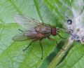 Helina impuncta